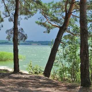 Муранский бор