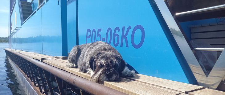 Собака